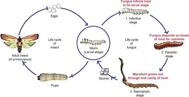 Chu trình sống của Cordyceps