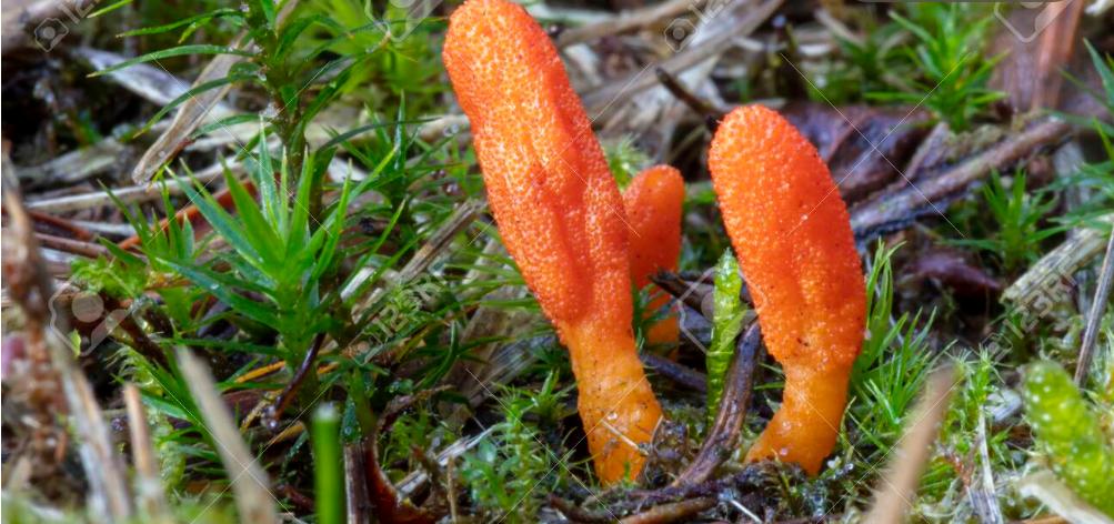 Cordyceps militaris tự nhiên (sưu tầm)