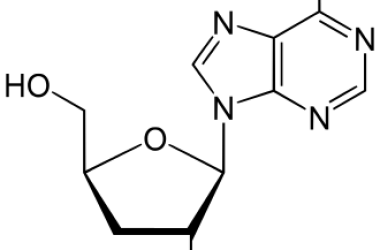 Adenosine và cordycepin trong Đông trùng hạ thảo