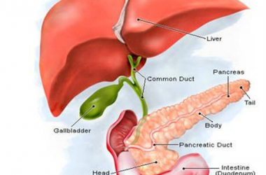 TÁC DỤNG CỦA ĐÔNG TRÙNG HẠ THẢO ĐỐI VỚI CÁC BỆNH LÝ LIÊN QUAN ĐẾN GAN. 